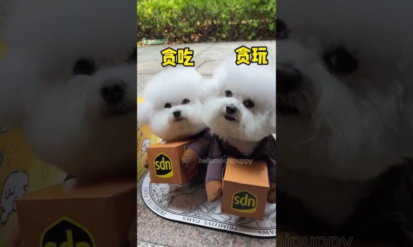 cute puppies funny moment cute overload ❤️#hellomochi #dog #bichon