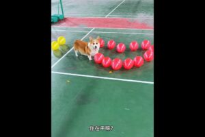 Cute Puppies 🥰♥ super funny Corgi ♥ #shorts #2025