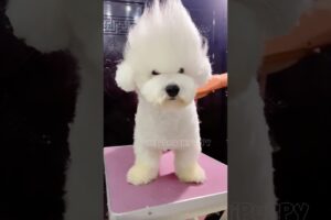 cute puppies funny moment cute overload ❤️#hellomochi #dog #bichon