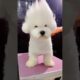 cute puppies funny moment cute overload ❤️#hellomochi #dog #bichon