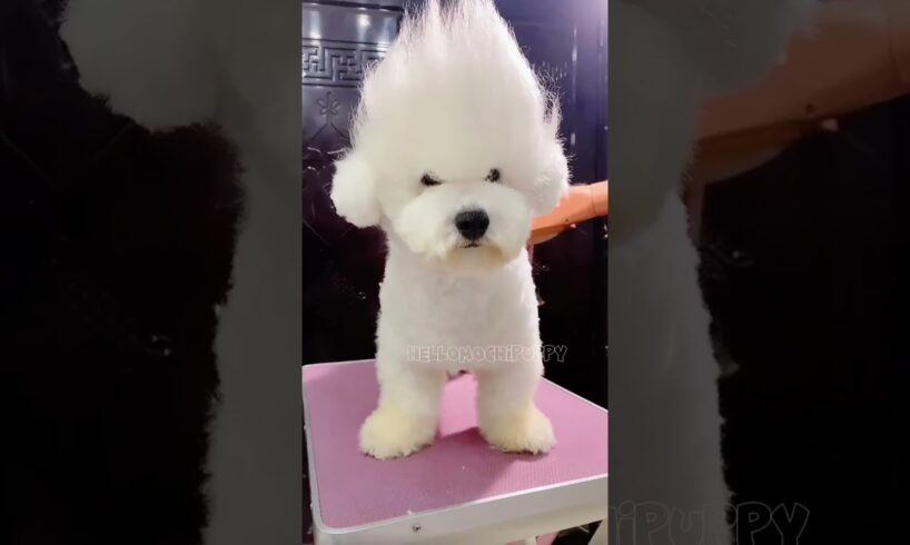 cute puppies funny moment cute overload ❤️#hellomochi #dog #bichon