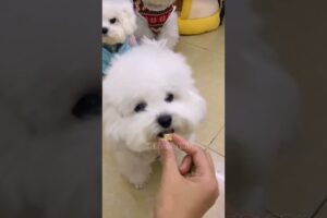 cute puppies funny moment cute overload ❤️#hellomochi #dog #bichon