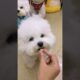 cute puppies funny moment cute overload ❤️#hellomochi #dog #bichon