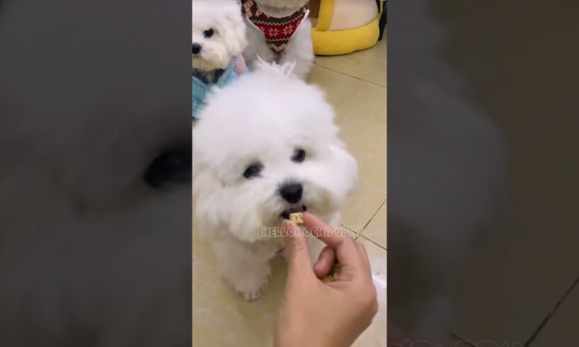 cute puppies funny moment cute overload ❤️#hellomochi #dog #bichon