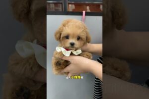 cute puppies funny moment cute overload ❤️#hellomochi #dog #bichon