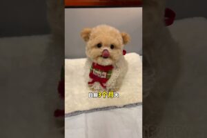 cute puppies funny moment cute overload ❤️#hellomochi #dog #bichon