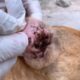 Removal Tick | Remove a Tick From a Dog at Home | Dog Rescue US Live Stream 02