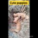 cute puppies 🥰🥰