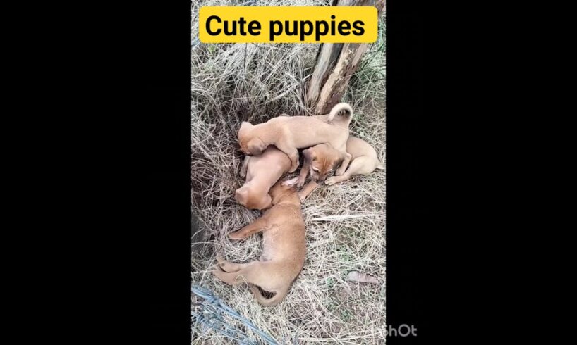 cute puppies 🥰🥰