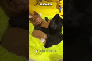 2 CUTE PUPPIES #shorts #viralvideo #animals #cute #cuteanimals