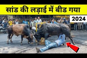 (2) दो सांड़ की लड़ाई funny bull