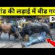 (2) दो सांड़ की लड़ाई funny bull