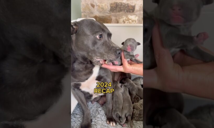 2024 best bits A year of cute puppies and our Staffordshire bull terrier family #puppies #cutepuppy