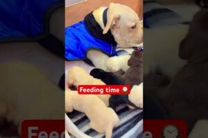 25 days #lily #labrador #cute #dog #birth #puppies #family  #ytshorts #shortsfeed #yt #feeding