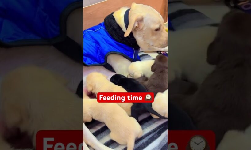 25 days #lily #labrador #cute #dog #birth #puppies #family  #ytshorts #shortsfeed #yt #feeding