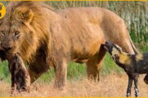 30 Moments Male Lions Attack Their Prey Without Mercy | Animal Fights