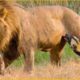 30 Moments Male Lions Attack Their Prey Without Mercy | Animal Fights