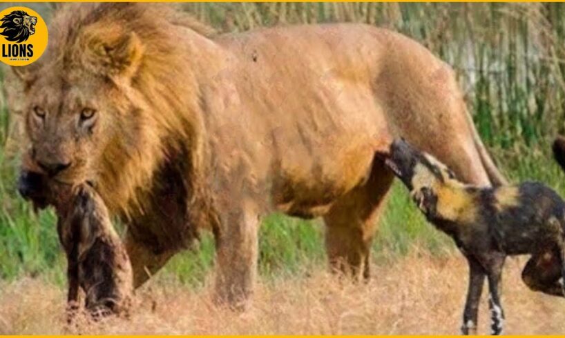 30 Moments Male Lions Attack Their Prey Without Mercy | Animal Fights