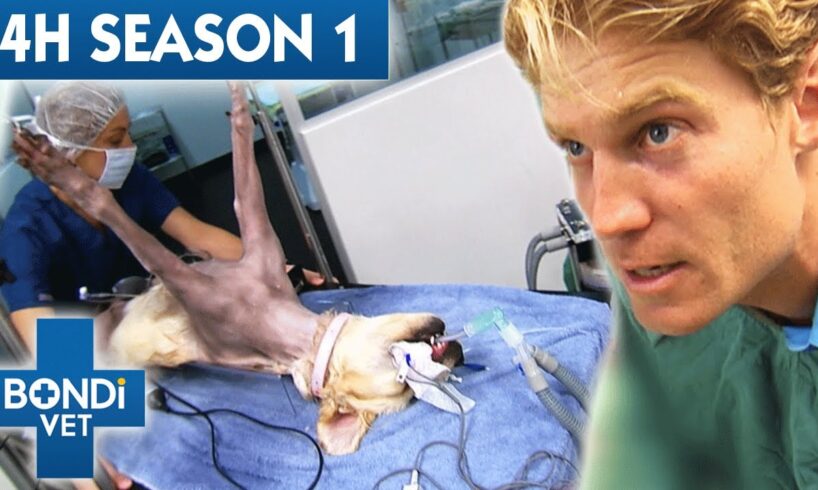 4 Hours of Full Episodes - Bondi Vet Complete Season 1 |  Bondi Vet