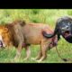 50 Craziest Wild Animal Fights That Will Leave You Breathless | Animal Fights | Wild Animals Fight