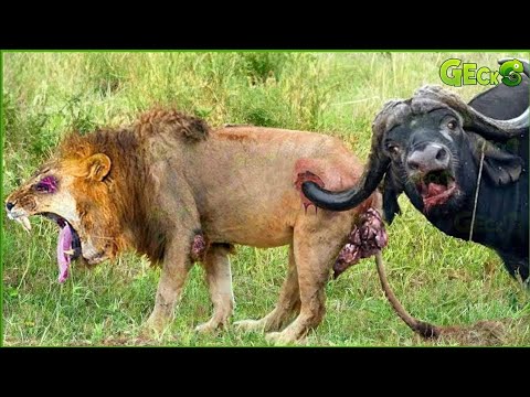 50 Craziest Wild Animal Fights That Will Leave You Breathless | Animal Fights | Wild Animals Fight