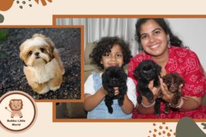 A Day with Little Cute Puppies | Cute Shih Tzu Puppie #cute #puppy