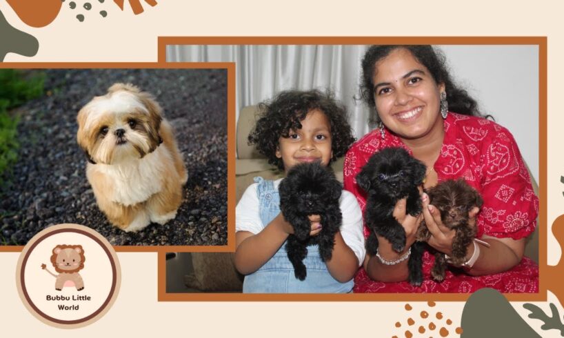 A Day with Little Cute Puppies | Cute Shih Tzu Puppie #cute #puppy