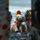 A Touching Rescue: The Story of a Polar Bear Mother and Her Cub"Animal rehabilitation