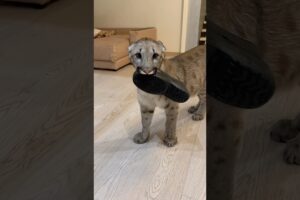 A fight over a slipper!!!   #cougar #braige #animals #cat