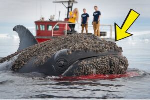 A humpback whale, injured by barnacles, was successfully rescued by a rescue team.