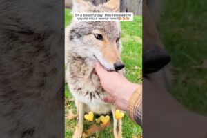 A man rescued an injured coyote and then this happened