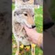 A man rescued an injured coyote and then this happened