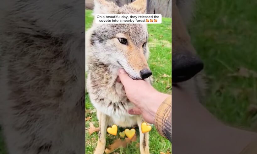 A man rescued an injured coyote and then this happened