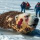 A mother polar bear injured by millions of barnacles was successfully rescued by Rescue Waves team