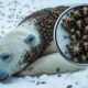 A polar bear injured by millions of barnacles was successfully rescued by Brave Rescue Waves team