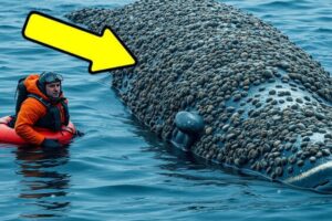 A whale injured by millions of barnacles was successfully rescued by a rescue team