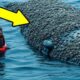 A whale injured by millions of barnacles was successfully rescued by a rescue team