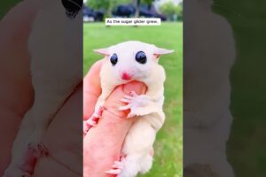 A woman rescued a baby sugar glider #shorts