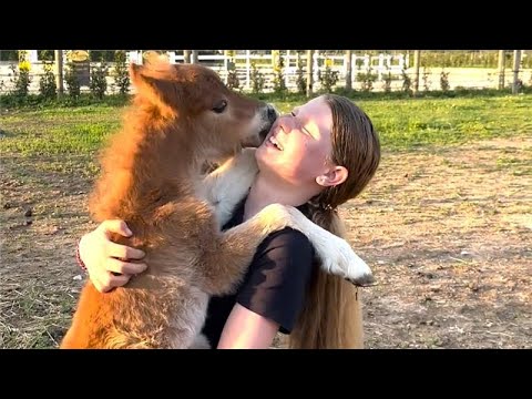 ADORABLE Baby Animal Videos | 20+ Minutes Of Cute Baby Animals