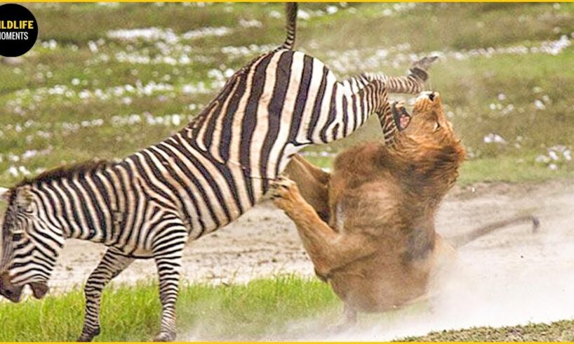 ANIMAL FIGHTING TO MUCH