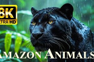 ANIMALS OF AMAZON RAINFOREST 8K Ultra HD – Jungle Wildlife and Sounds