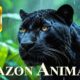 ANIMALS OF AMAZON RAINFOREST 8K Ultra HD – Jungle Wildlife and Sounds