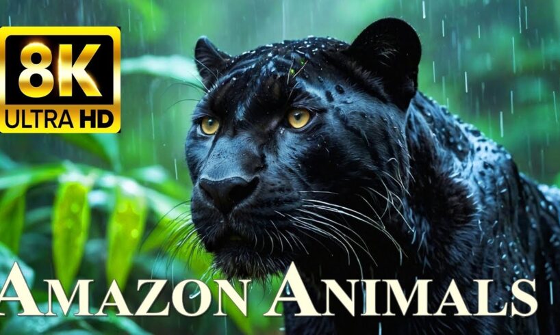 ANIMALS OF AMAZON RAINFOREST 8K Ultra HD – Jungle Wildlife and Sounds