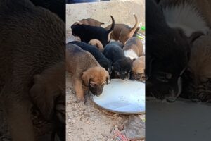 Abandoned Puppies Rescue 😭🛟#shorts #abandonedpuppy #rescuepuppies #puppies #savinganimals #fyp