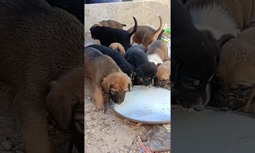 Abandoned Puppies Rescue 😭🛟#shorts #abandonedpuppy #rescuepuppies #puppies #savinganimals #fyp