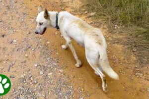 Abandoned dog asks woman to follow her and save her puppies