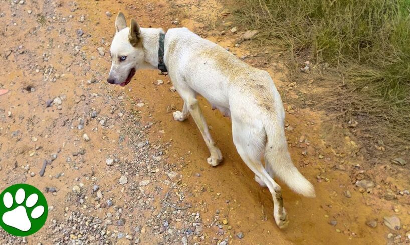 Abandoned dog asks woman to follow her and save her puppies