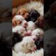 Adorable cute puppies #puppy #puppies #puppydog #cuteanimals #youtubeshorts #shorts