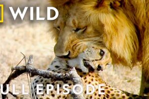 African Predators Fight to the Death (Full Episode) | Cat Wars: Lion vs. Cheetah | Nat Geo Animals