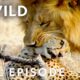 African Predators Fight to the Death (Full Episode) | Cat Wars: Lion vs. Cheetah | Nat Geo Animals